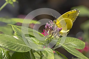 Orange Barred Sulfur Butterfly on Flower Buds