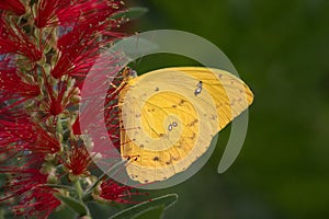 Orange-barred sulfur on red flower with green background