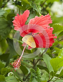 Orange-Barred Sulphur Butterfly