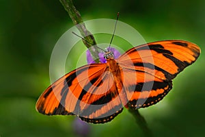 Orange Barred Tiger, Dryadula phaetusa, butterfly in nature habitat. Nice insect from Mexico. Butterfly in the green forest. Butte