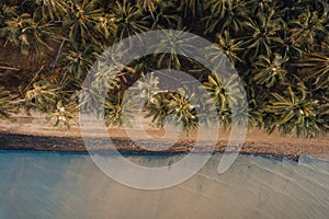 Orange beach and coconut trees in the evening