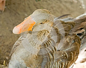 Orange beak