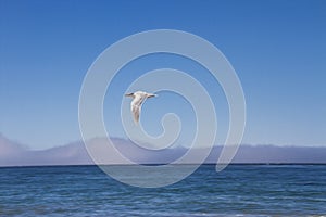 Orange-beaked seagull flies over the shoreline