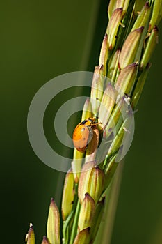 Orange Beatle photo