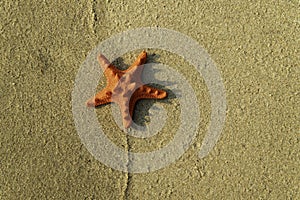 Orange beautiful Starfish on smooth sand