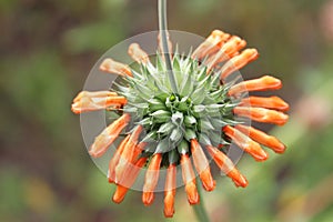 Orange Bee Balm Flower