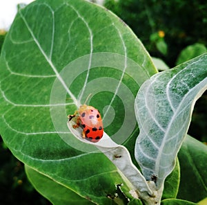 Orange beetal sitting on a green  leaf