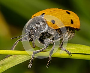 Orange beetle