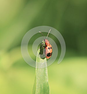 Orange beetle