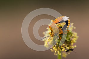 Orange beetle on flower
