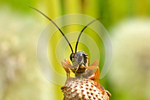 Orange beetle with long antennae