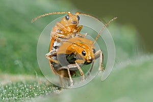 Orange Beetle Mating