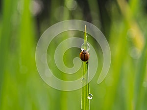 Orange Beetle Perched Rice