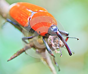 Orange beetle