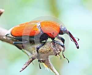 Orange beetle
