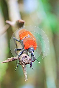 Orange beetle