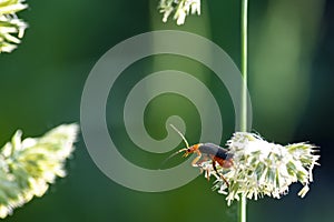 Orange beetle on white flower with stem aganist green background