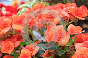 Orange begonia flowers blooming in flower garden.