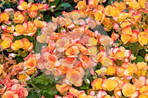 Orange begonia flowers blooming in the garden