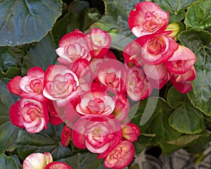 Orange begonia flowers closeup