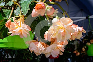 Orange begonia flowers with fresh green leaves in a garden pot in a sunny summer day, perennial flowering plants in the family