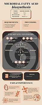 Orange and Beige Minimalist Bacterial Fatty Acid Biosynthesis Metabolic Pathway Science Infographic