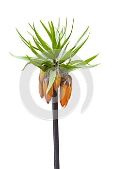 Orange bell flower Crown Imperial Fritillaria imperialis