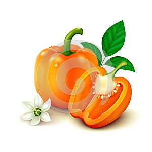 Orange bell pepper (bulgarian pepper) on white background