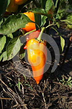 Orange Bell Pepper on the vine