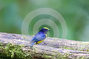 Orange-bellied Euphonia   844345