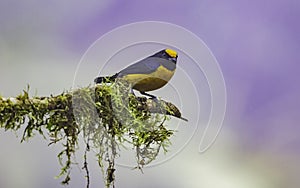 Orange-bellied Euphonia in Ecuador