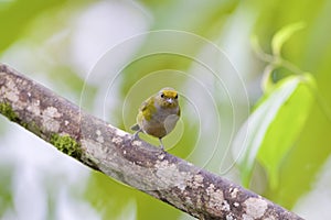 Orange-bellied Euphonia Female  844151