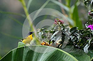 Orange-bellied Euphonia on a palm leaf - birds of Colombia