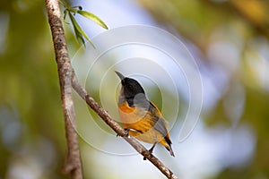 Orange-bellied Flowerpecker