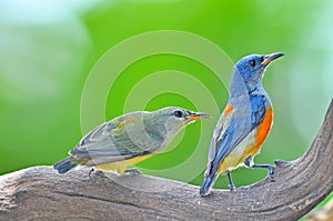 Orange-bellied Flowerpecker