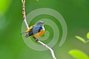 Orange-bellied Flowerpecker bird