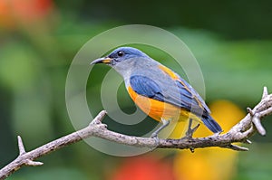 Orange-bellied Flowerpecker or Dicaeum trigonostigma.