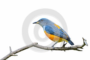 Orange-bellied Flowerpecker or Dicaeum trigonostigma.