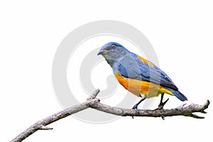 Orange-bellied Flowerpecker or Dicaeum trigonostigma.