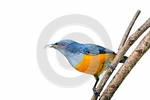 Orange-bellied Flowerpecker or Dicaeum trigonostigma.