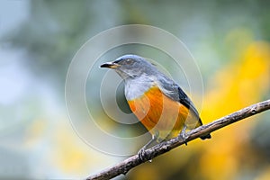 Orange-bellied Flowerpecker or Dicaeum trigonostigma.