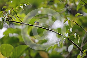 The orange-bellied flowerpecker (Dicaeum trigonostigma) in Java island, Indonesia