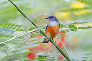 Orange-bellied Flowerpecker Dicaeum trigonostigma Male