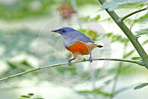 Orange-bellied Flowerpecker Dicaeum trigonostigma Male Birds ofThailand