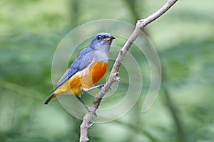 Orange-bellied Flowerpecker Dicaeum trigonostigma Male Birds of Thailand