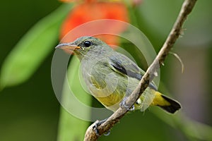 Orange-bellied flowerpecker Dicaeum trigonostigma pale yellow to green bird perching on thin branch with bright orange