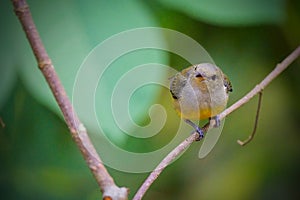 orange-bellied flowerpecker (Dicaeum trigonostigma) perching on branch