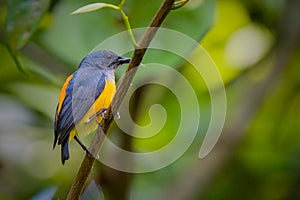 orange-bellied flowerpecker (Dicaeum trigonostigma) perching on branch