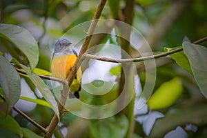 orange-bellied flowerpecker (Dicaeum trigonostigma) perching on branch