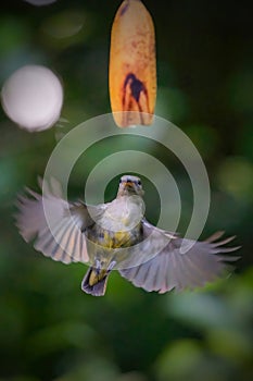 orange-bellied flowerpecker (Dicaeum trigonostigma) perching on branch